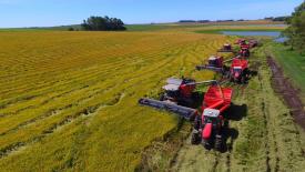 Россия выбрала почти четверть квоты на экспорт риса